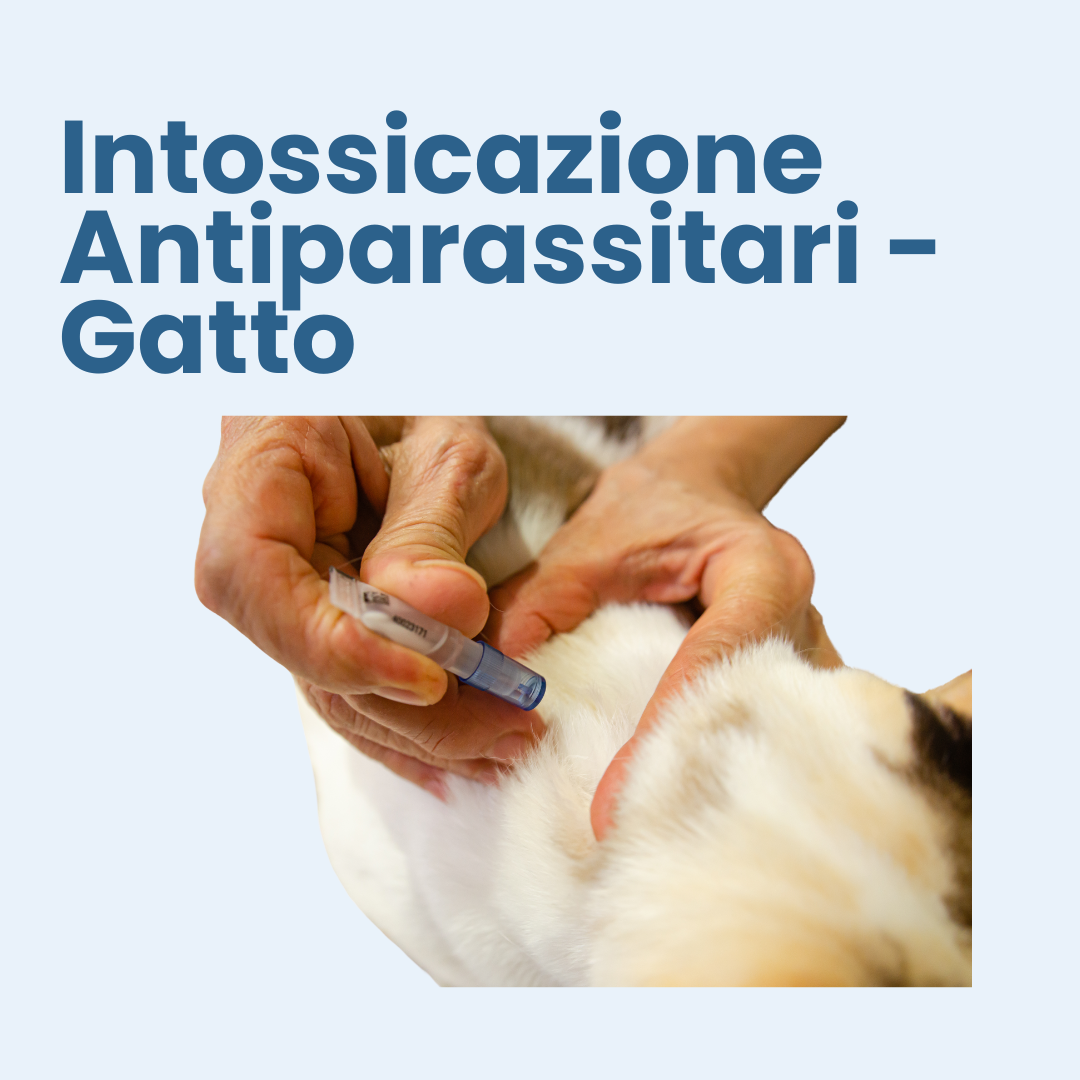 Articolo Trasfusione Gatto