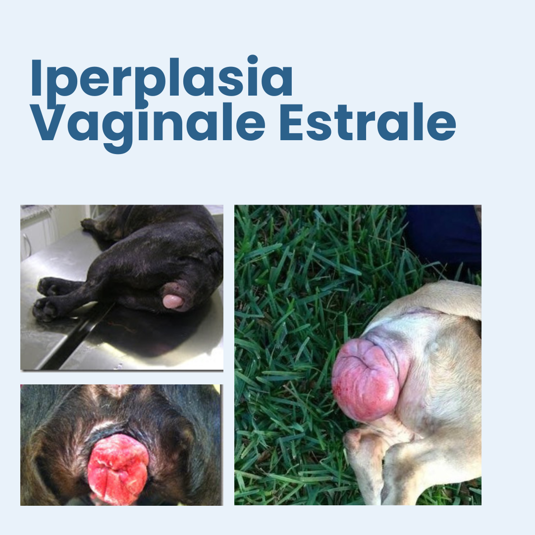 Articolo Trasfusione Gatto (15)