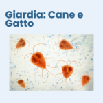 Copia di Copia di Copia di Copia di Copia di Post di Instagram di sensibilizzazione sui cani ed i rifugi – canili (1)